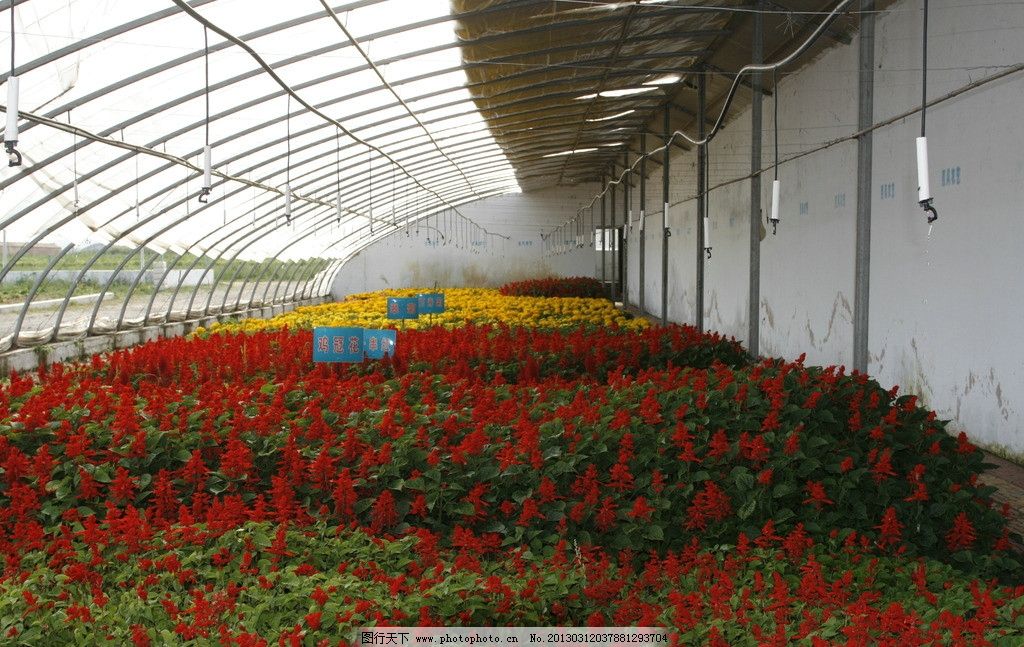 科技賦能 現代農業生產中的花卉與豆類種植新圖景